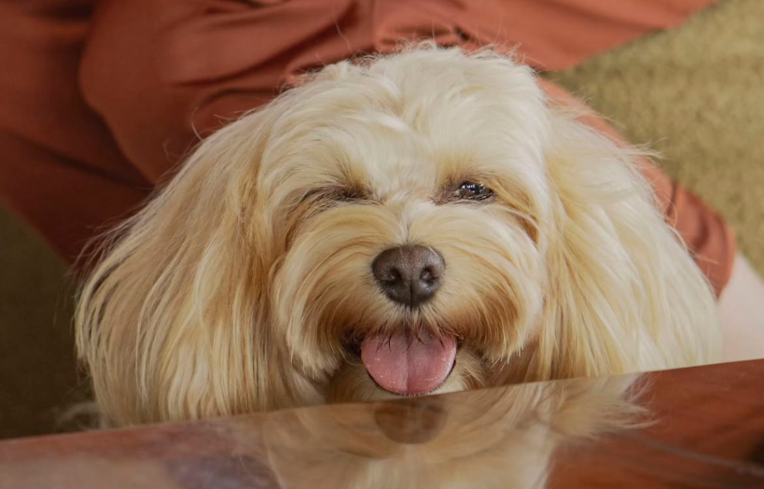 Pets no Clara Resorts