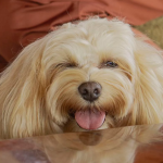 Turismo pet ganha espaço nas viagens em família e Clara Resorts amplia experiência para hóspedes de quatro patas