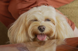 Pets no Clara Resorts